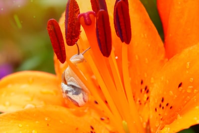 Orange and purple
